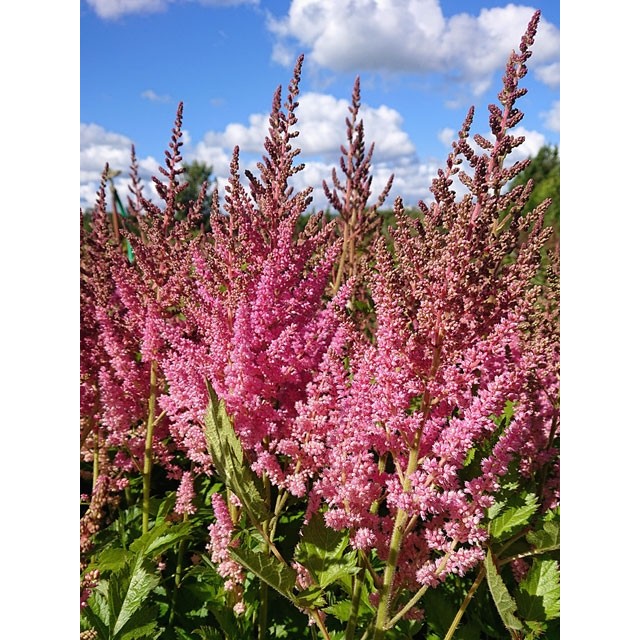 Chinese astilbe, False spirea