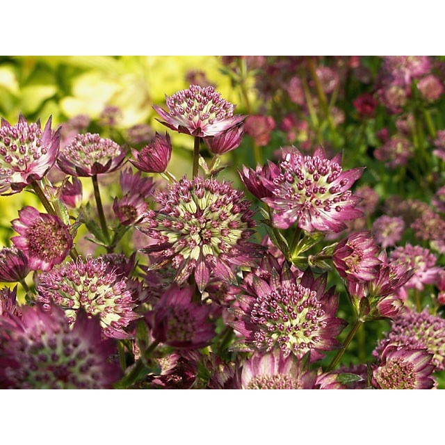 Greater masterwort