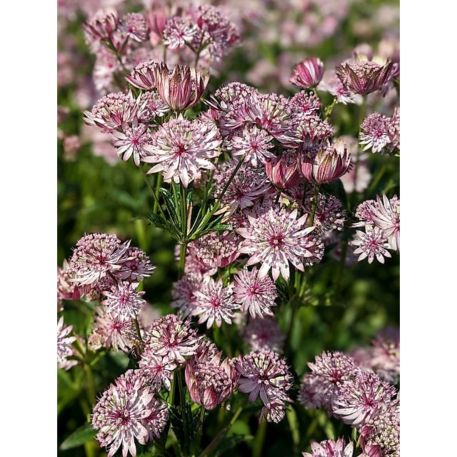 Greater masterwort