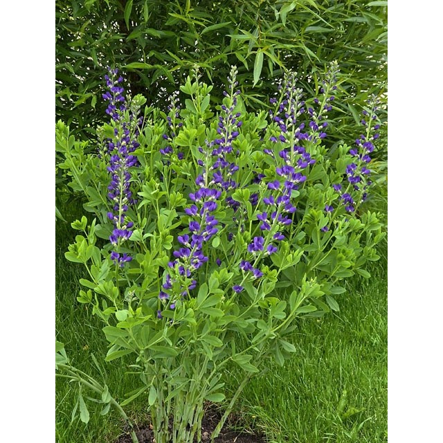 Blue false indigo