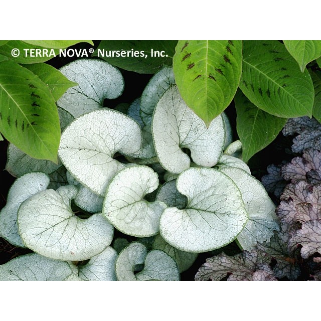 Siberian bugloss
