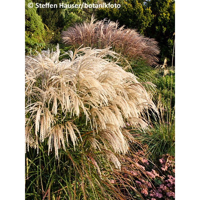Maiden grass, Chinese silver grass