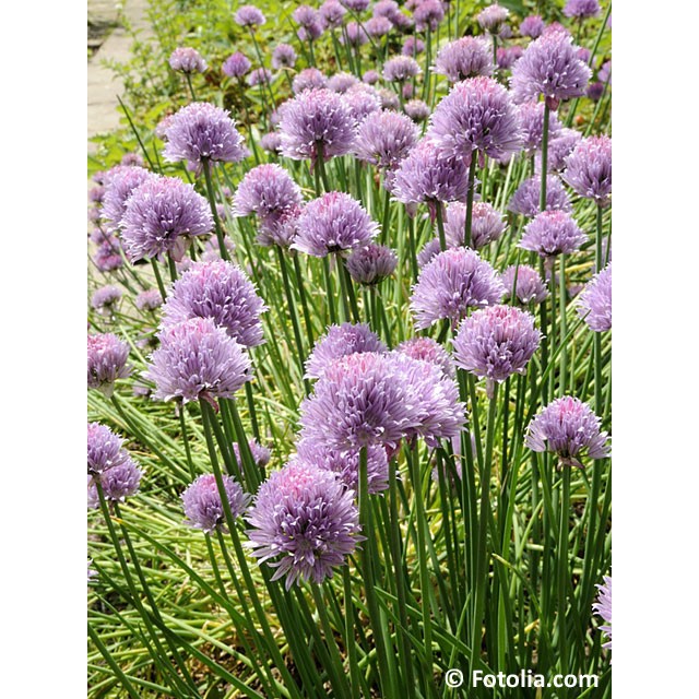 Chives