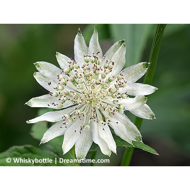 Greater masterwort