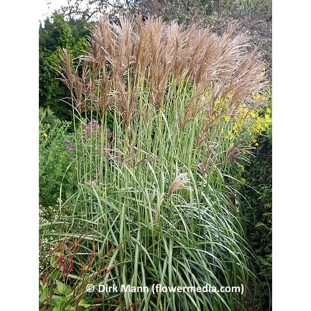 Maiden grass, Chinese silver grass