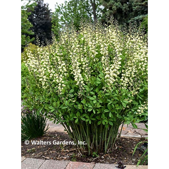False indigo