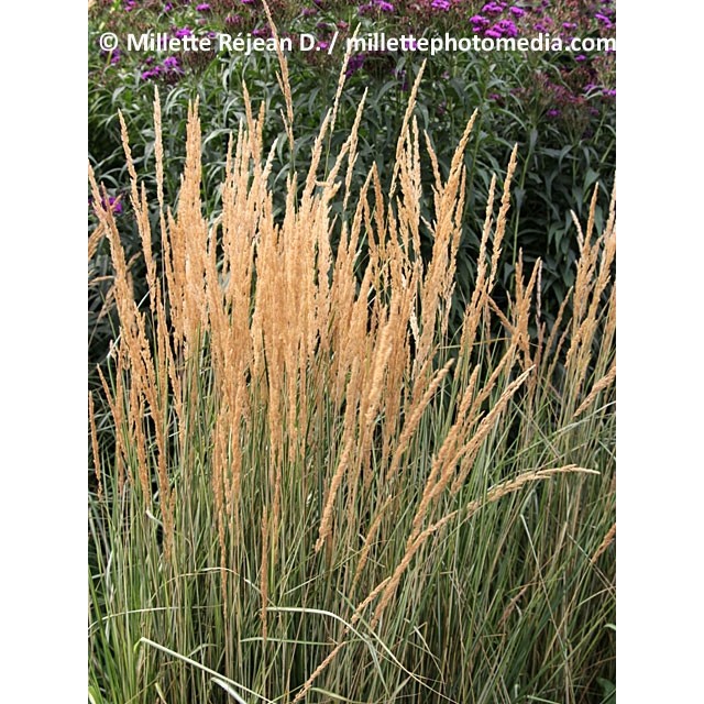 Feather reed grass