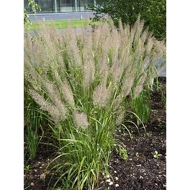 Korean Feather Reed Grass (Diamond Grass)