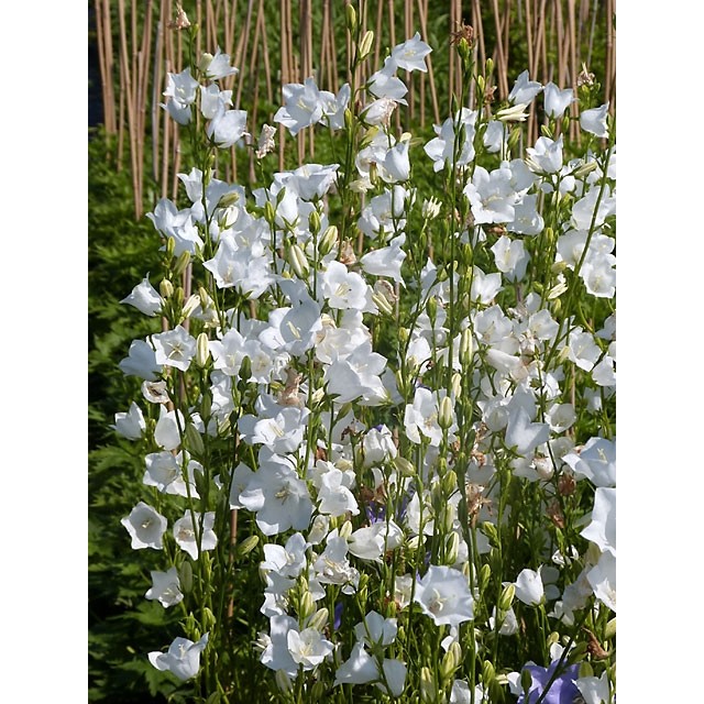 Peach-leaved bellflower