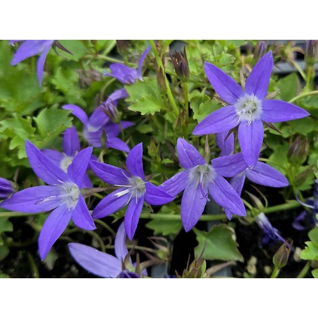 Serbian bellflower