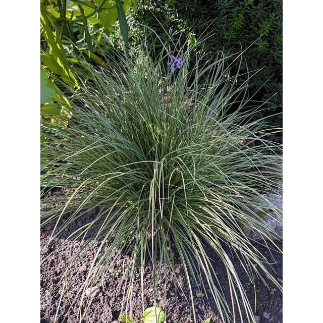 Soft-leaved sedge