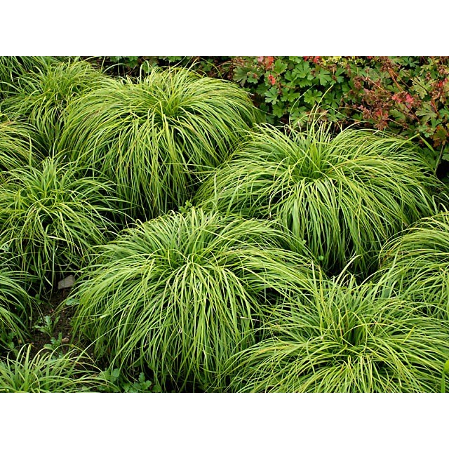 Mop head sedge