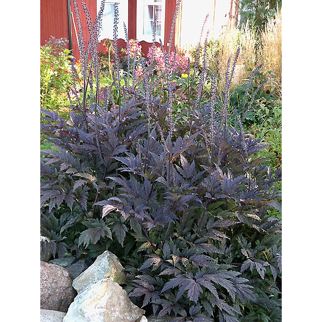 Bugbane