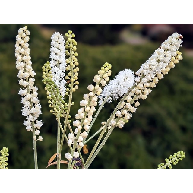 Autumn bugbane