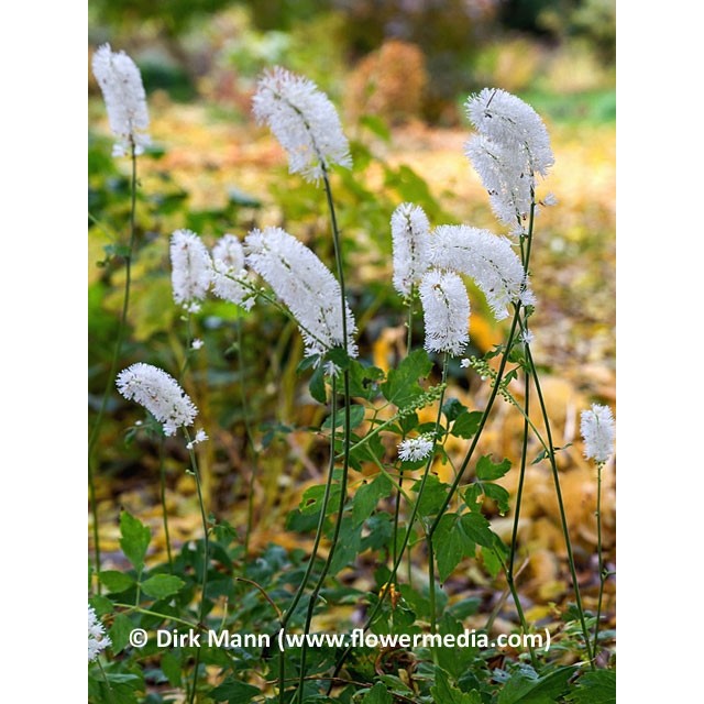 Autumn bugbane