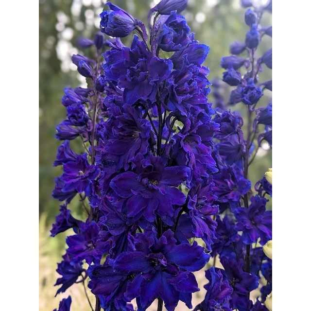 Delphinium