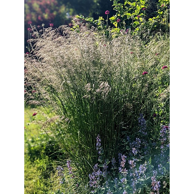 Tufted Hair Grass