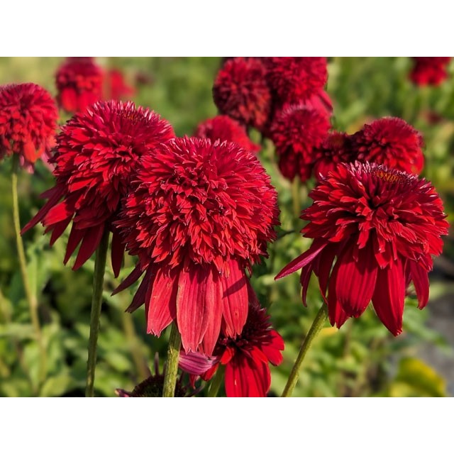 Coneflower