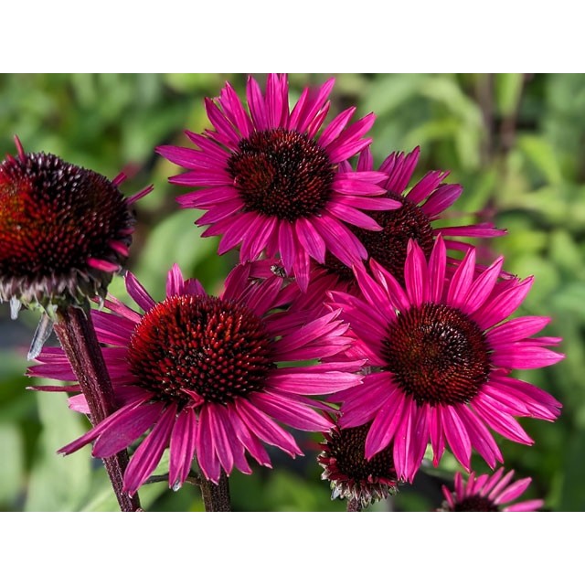 Coneflower