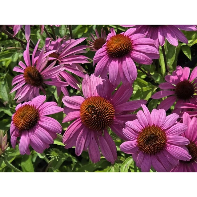 Coneflower