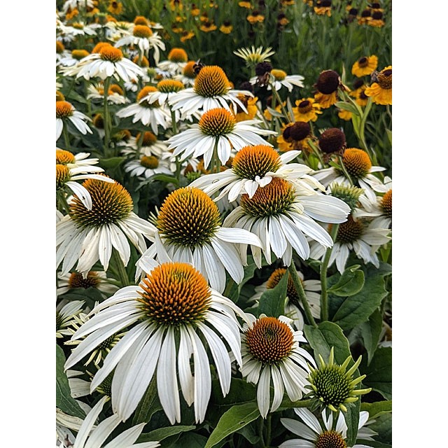 Coneflower