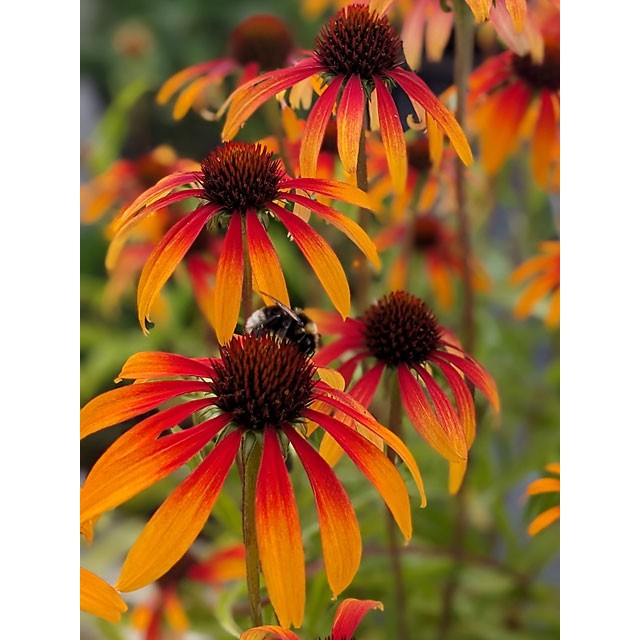 Coneflower
