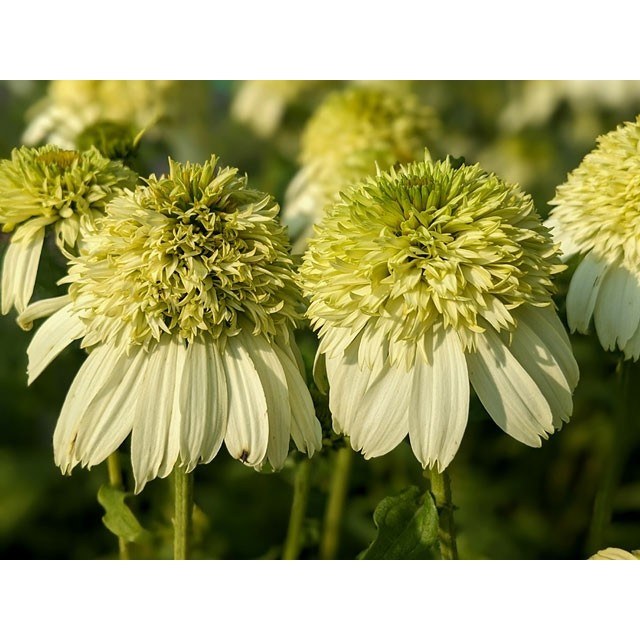 Coneflower