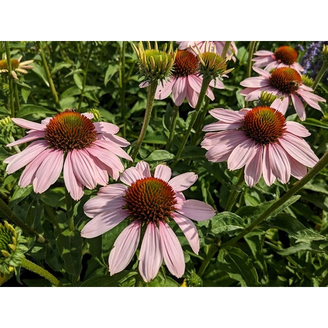 Coneflower