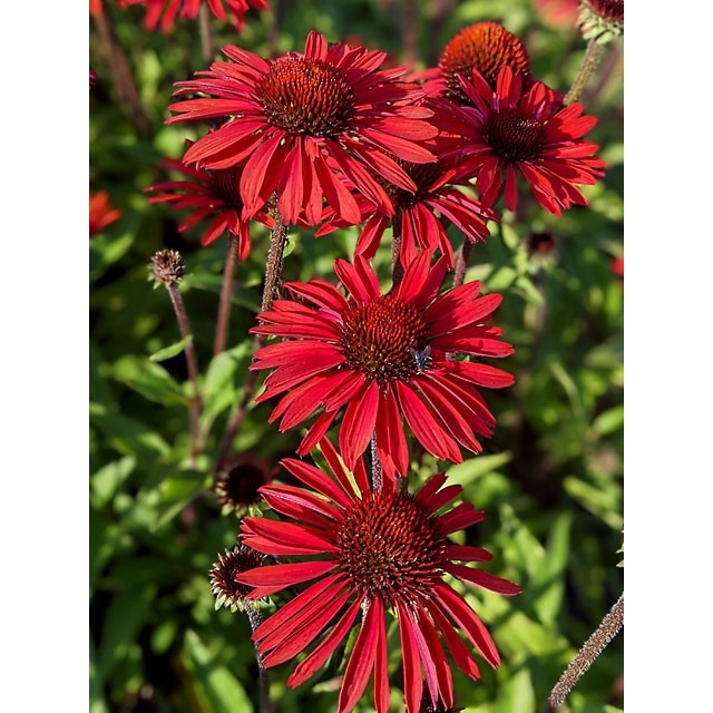 Coneflower