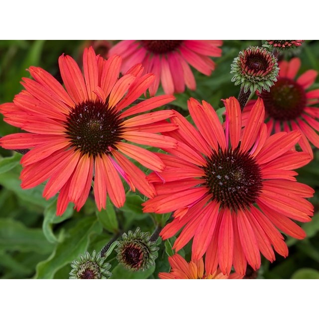 Coneflower