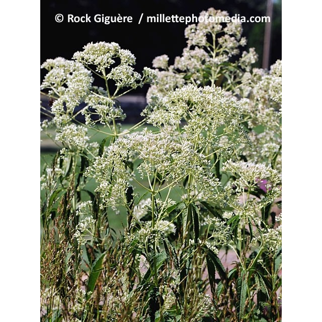 Joe pye weed