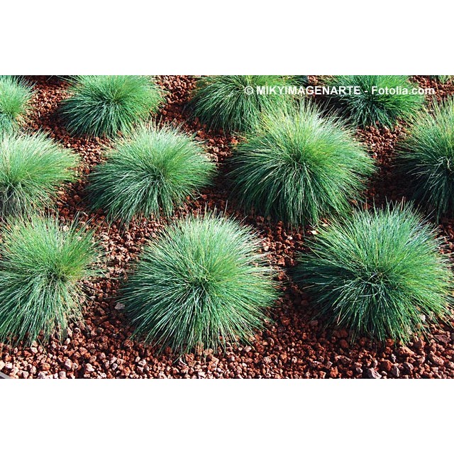 Azure blue fescue