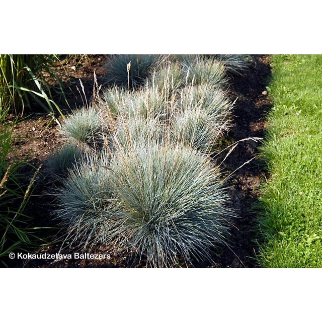 Wallis Fescue