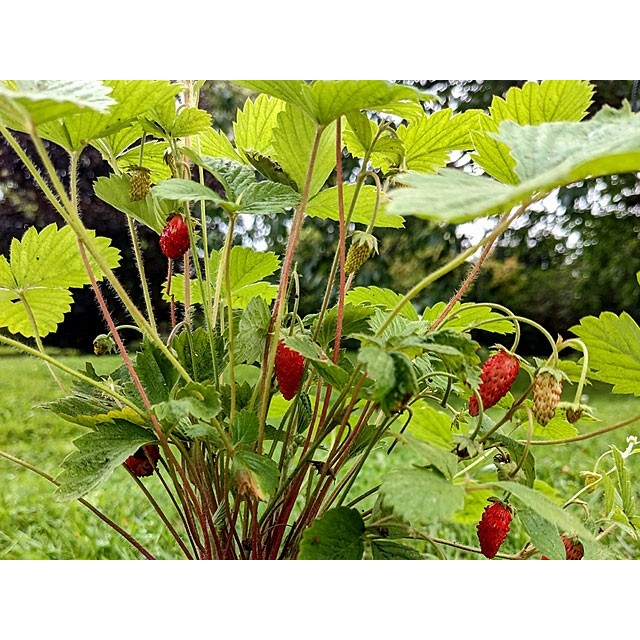 Alpine Strawberry