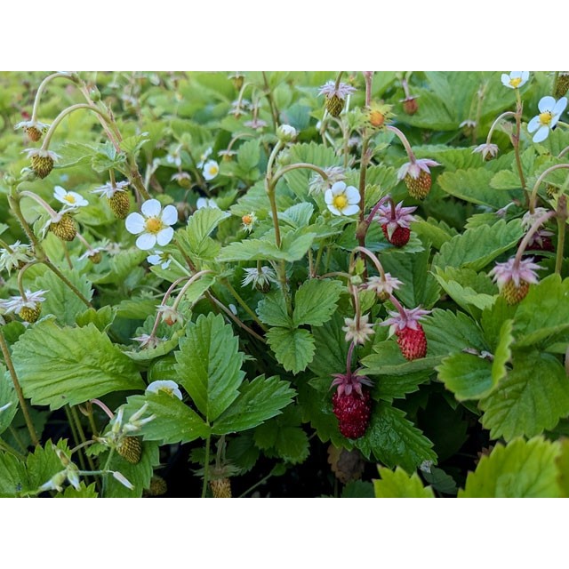 Alpine Strawberry