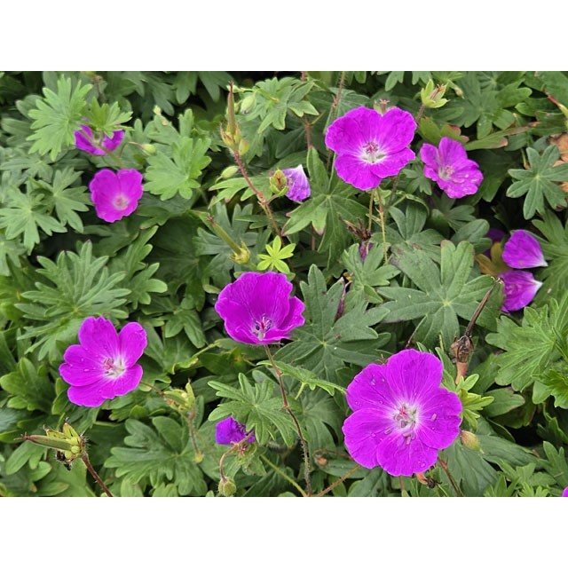 Cranesbill