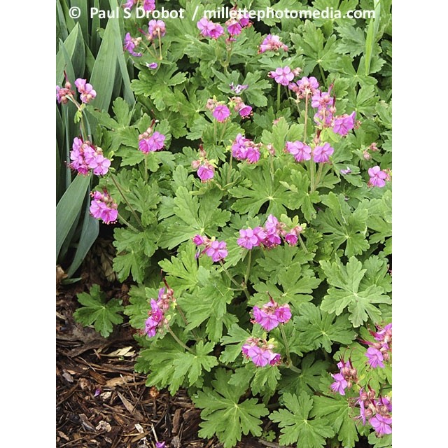 Cranesbill