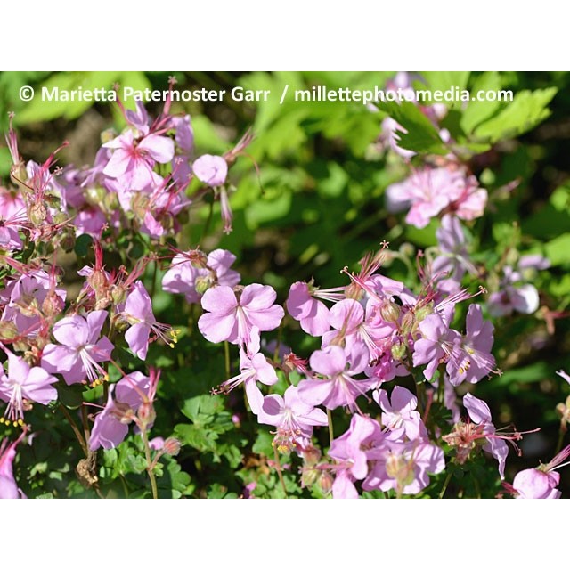 Cranesbill