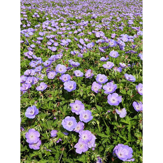 Cranesbill