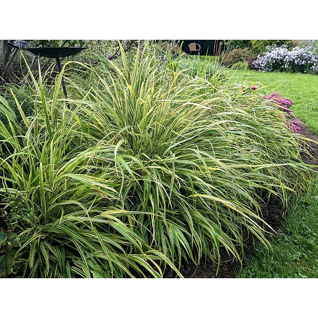 Japanese Forest Grass