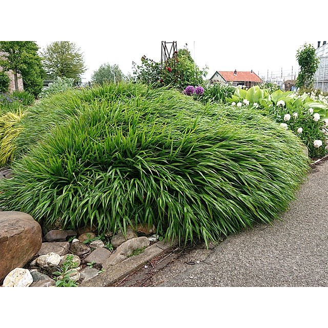 Japanese forest grass