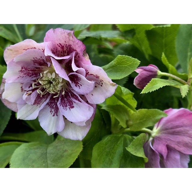 Lenten rose