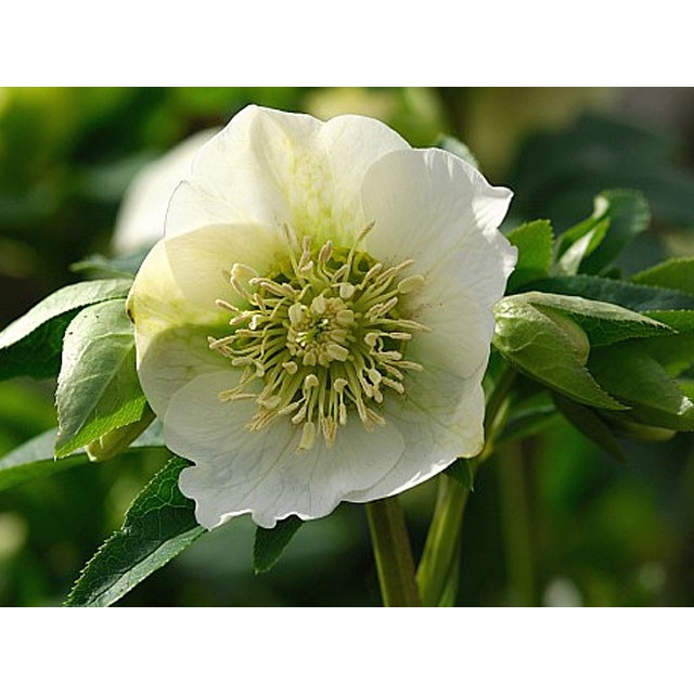 Lenten rose
