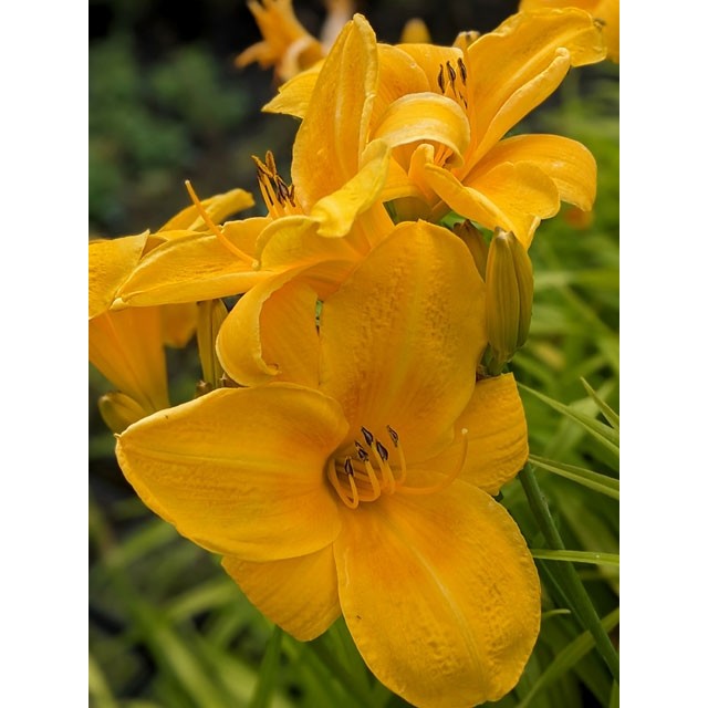 Daylily