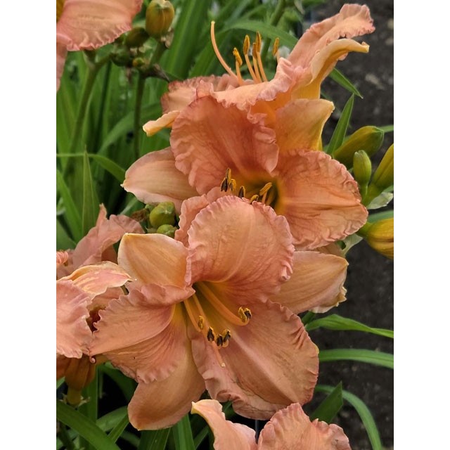 Daylily