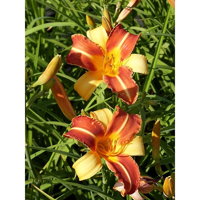 Daylily