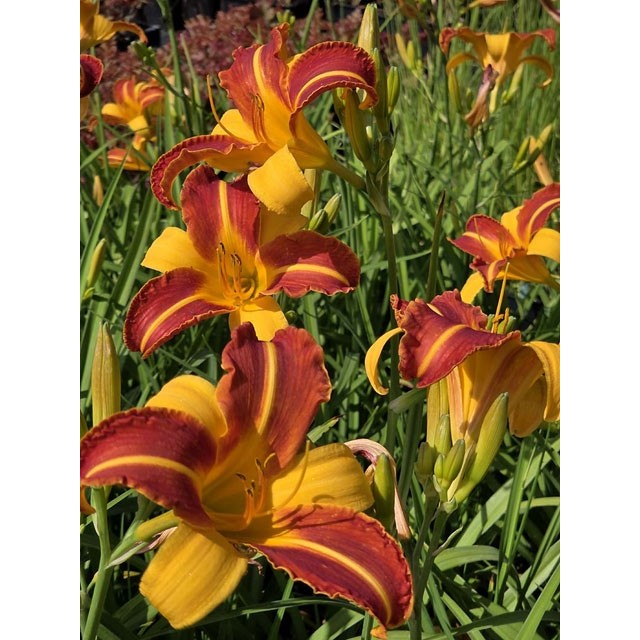 Daylily
