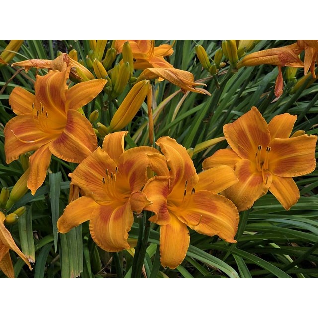 Daylily