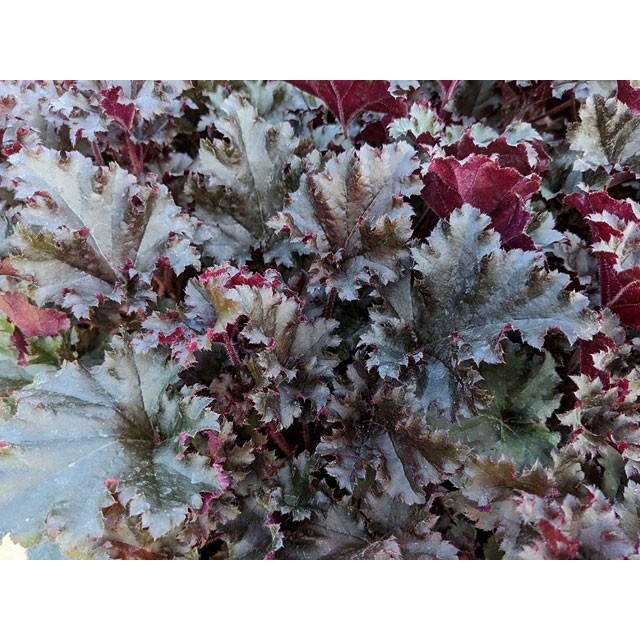 Coral bells