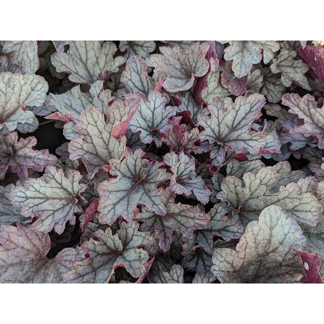 Coral bells